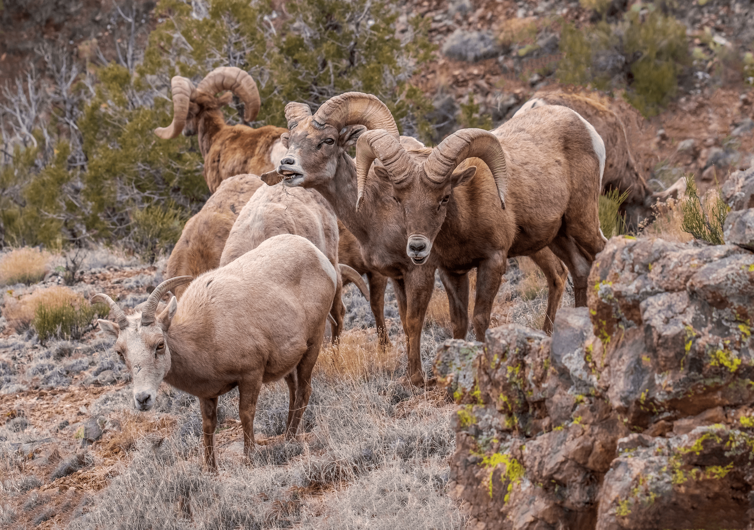 desert bighorn rams